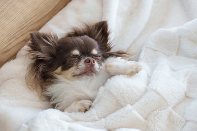 blanket and dog